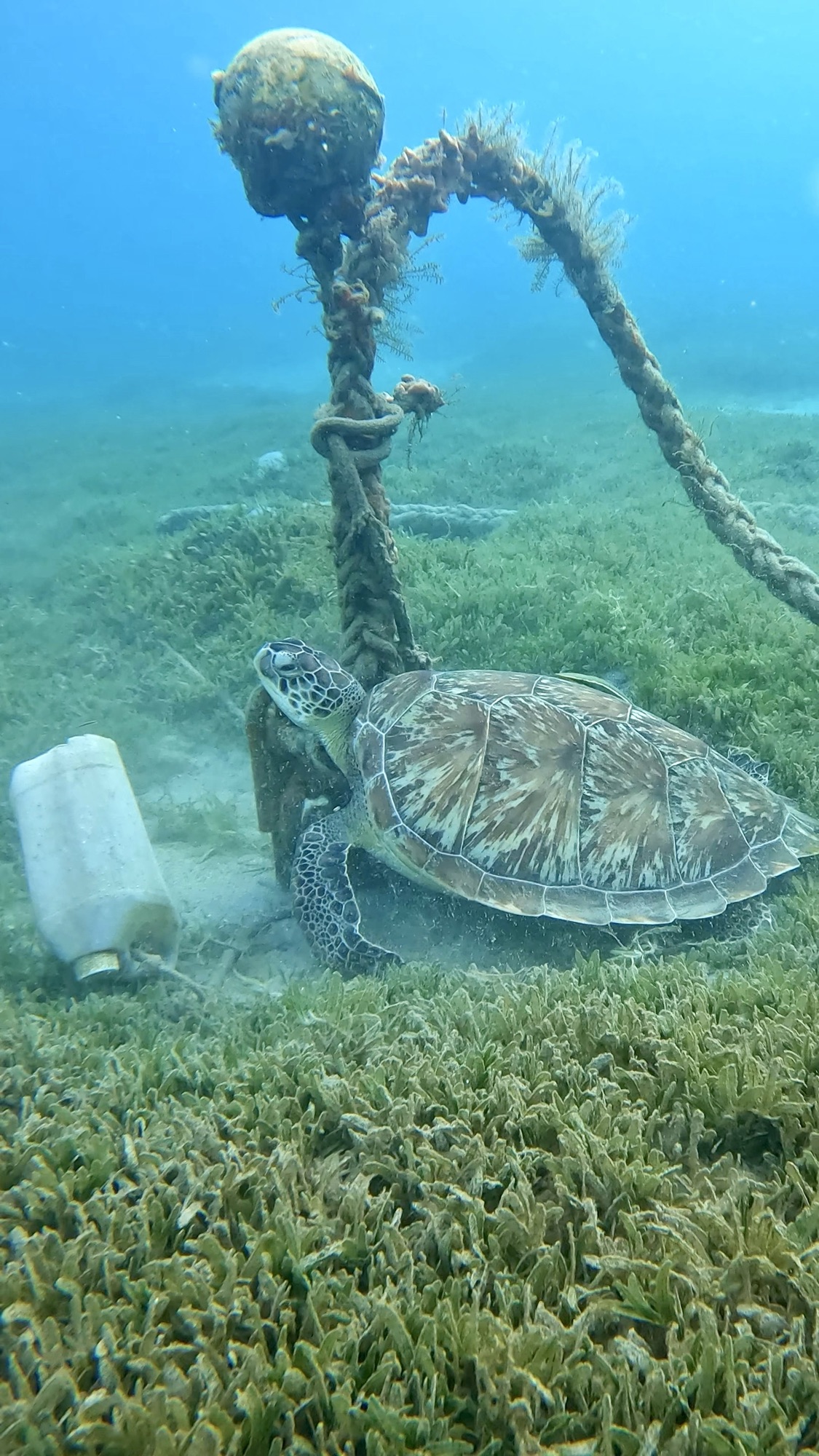 Tortue et plastique