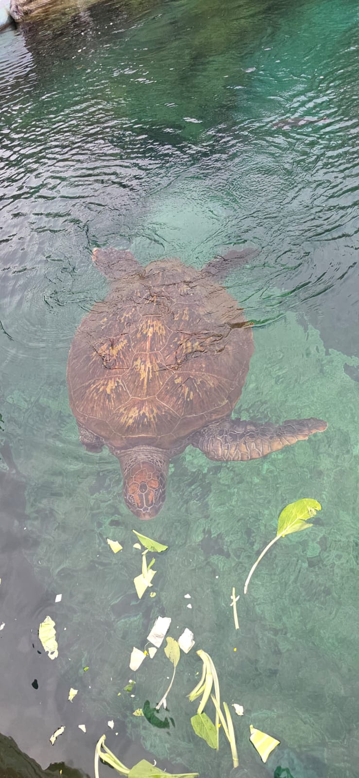 Tortue marine recueillie à Kélonia, amputée d’une nageoire