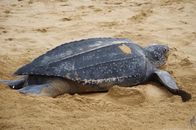 Actualités océans - Tortue marine et sensibilisation Signal’Mer