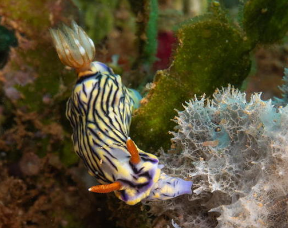 Nudibranche Hypselodoris