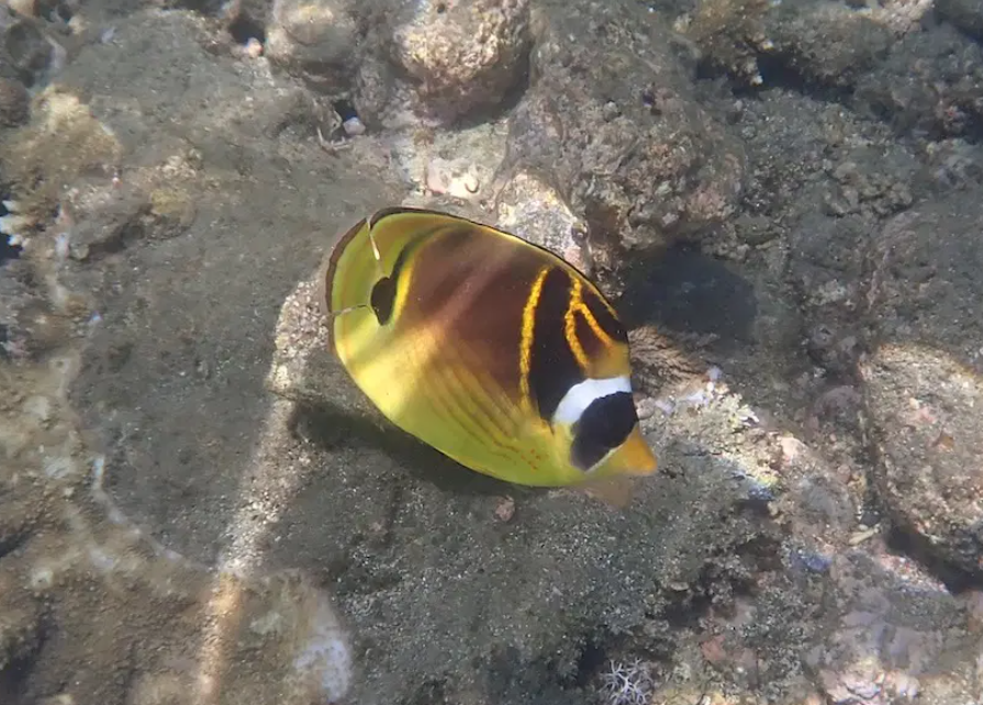 Poisson-papillon raton-laveur