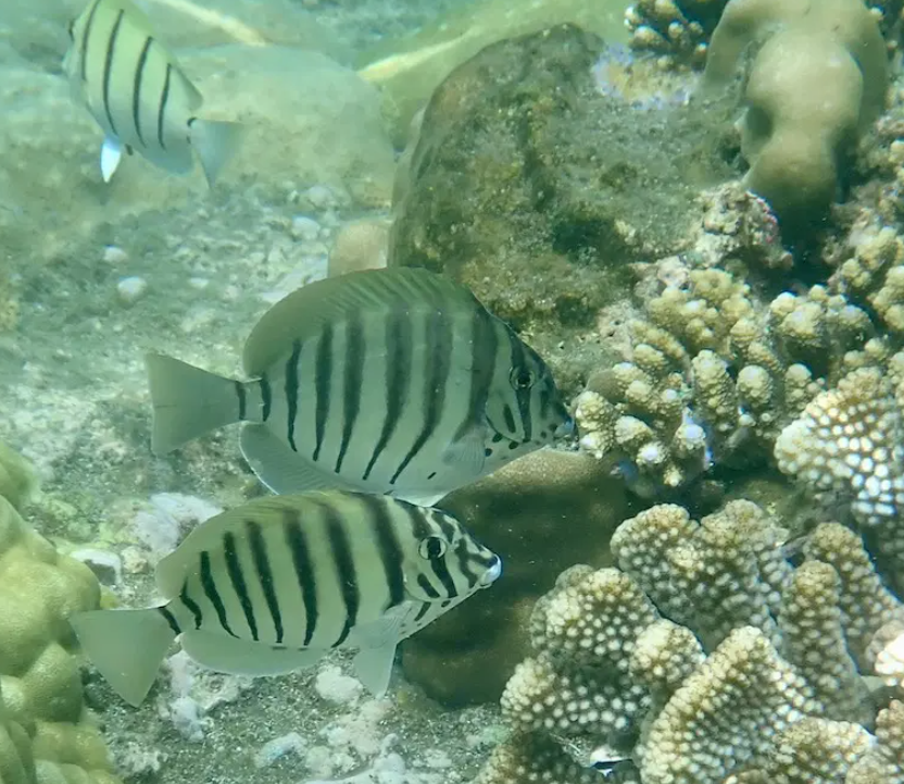 Poisson-chirurgien bagnard